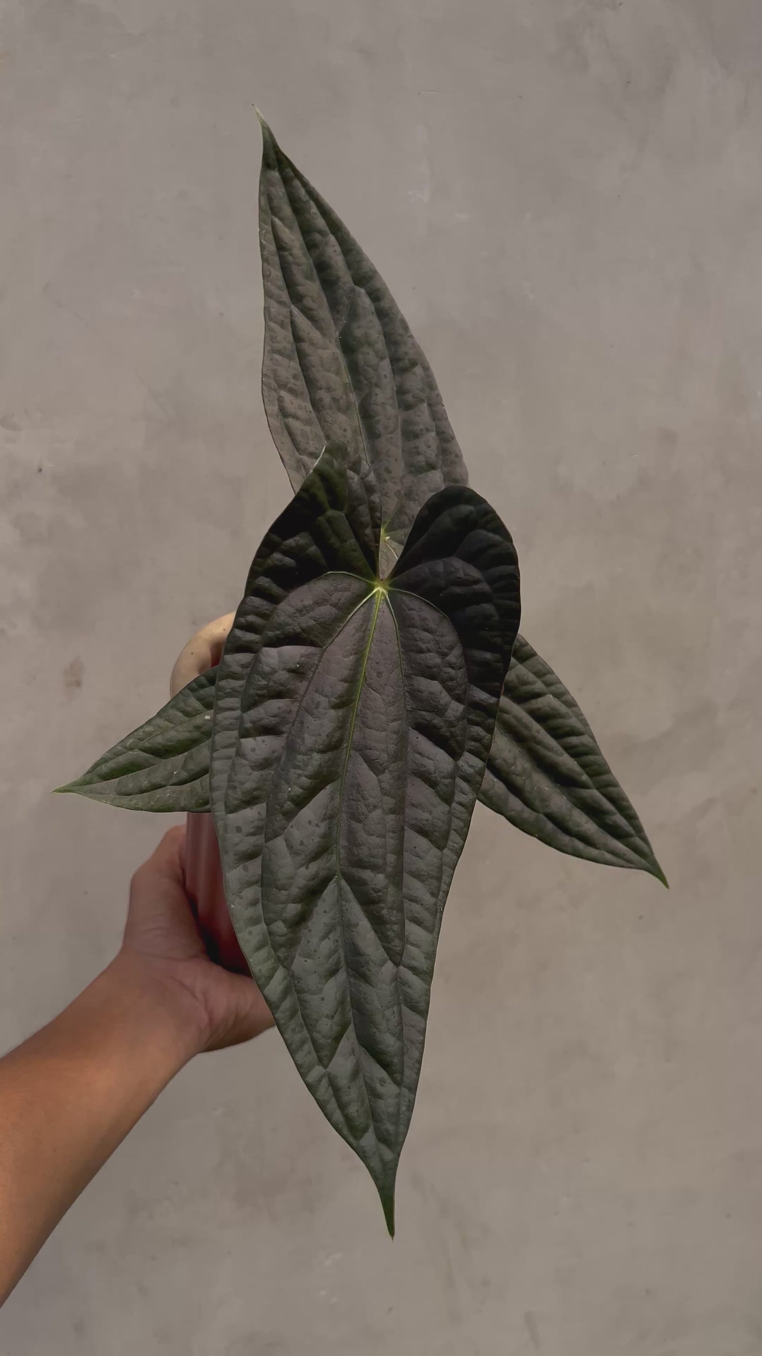 Anthurium Fort Sherman x Luxurians