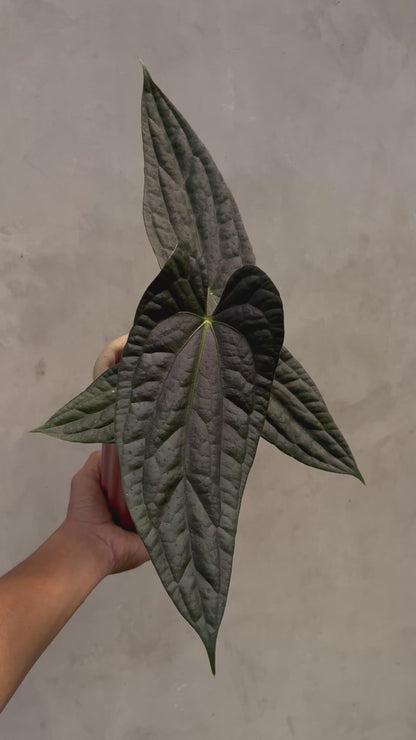 Anthurium Fort Sherman x Luxurians