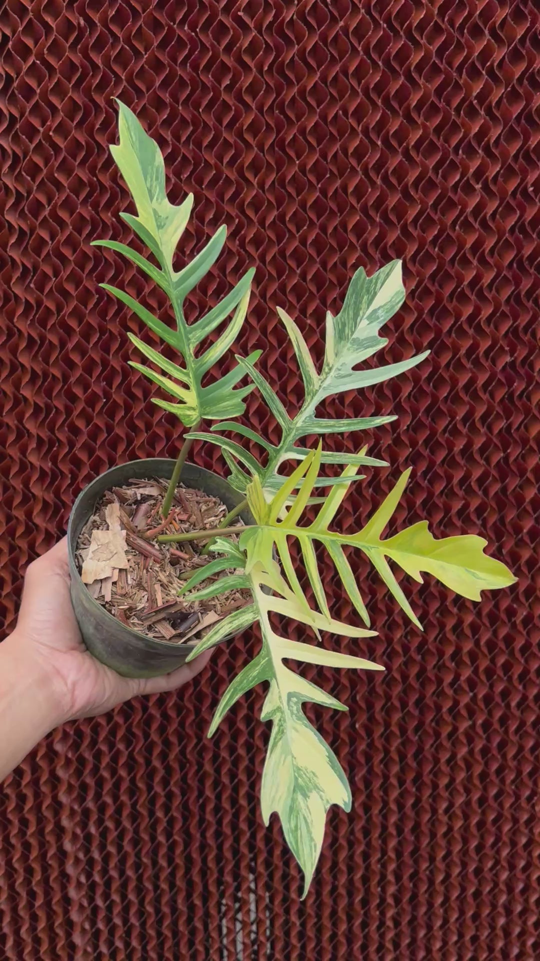 Philodendron Florida Beauty x Tortum