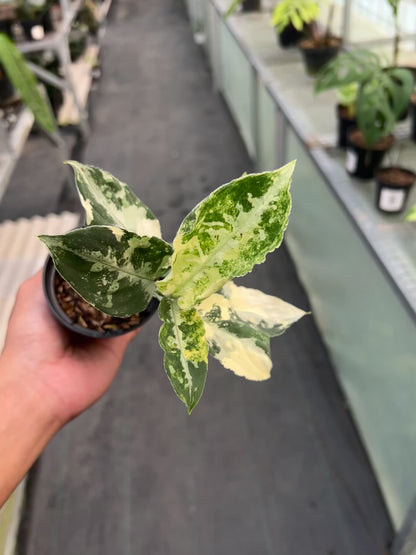 Aglonema Pictum Bicolor Variegated