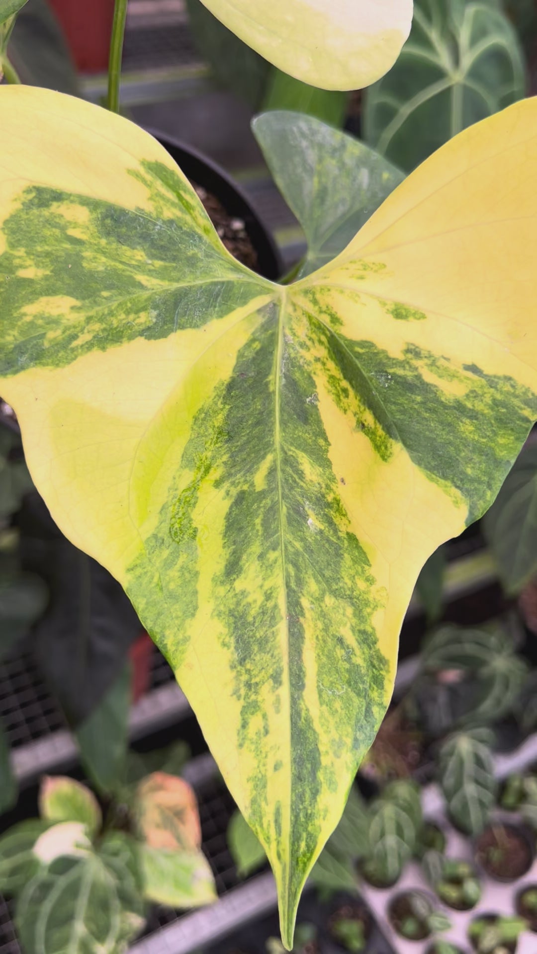 Anthurium Pterodactyl Variegated