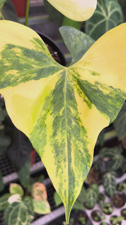 Anthurium Pterodactyl Variegated