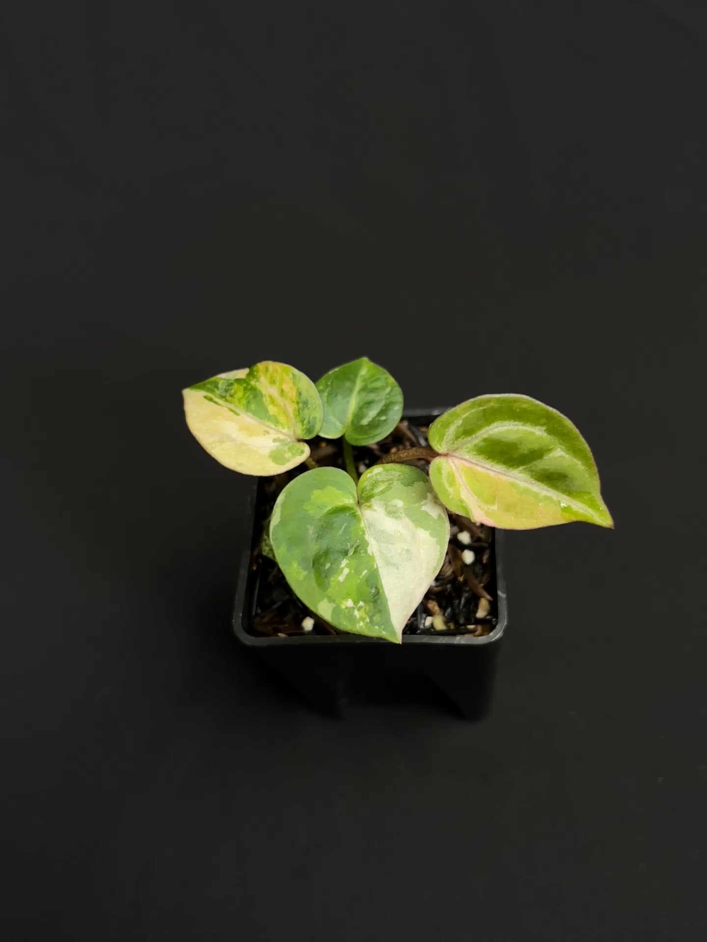 Anthurium Tortoise King Small Variegated