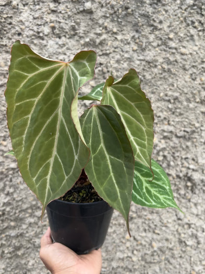 Anthurium Boogie
