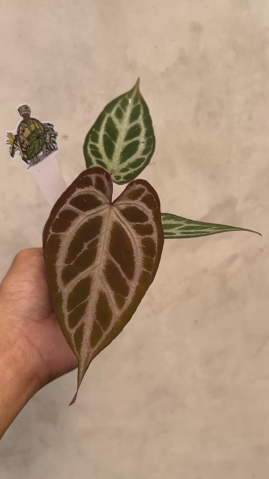 Anthurium Pink Lemonade x Silver Regar