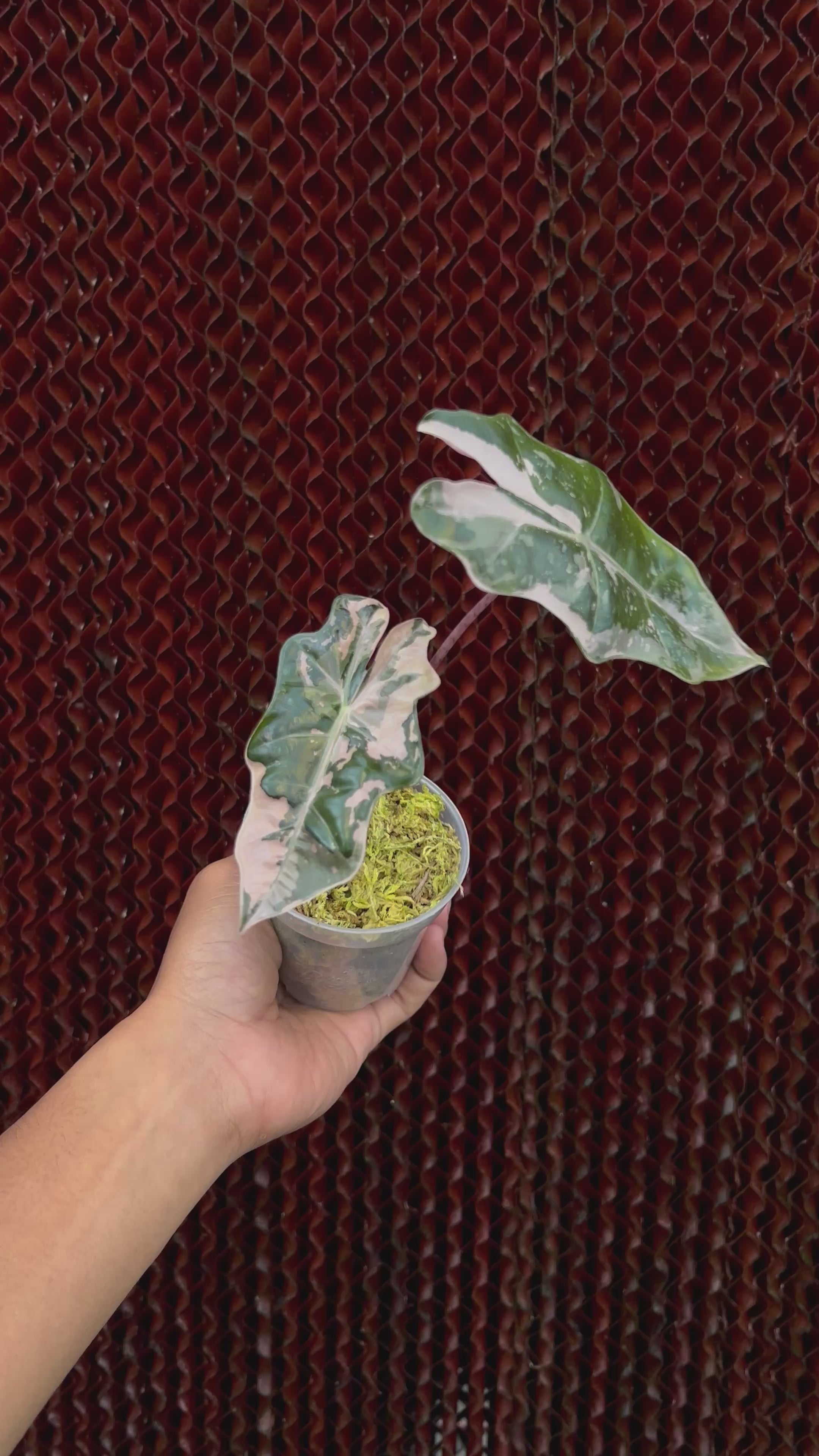 Alocasia Pseudo Sanderiana Albo-Pink Variegated