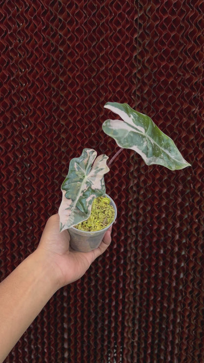 Alocasia Pseudo Sanderiana Albo-Pink Variegated