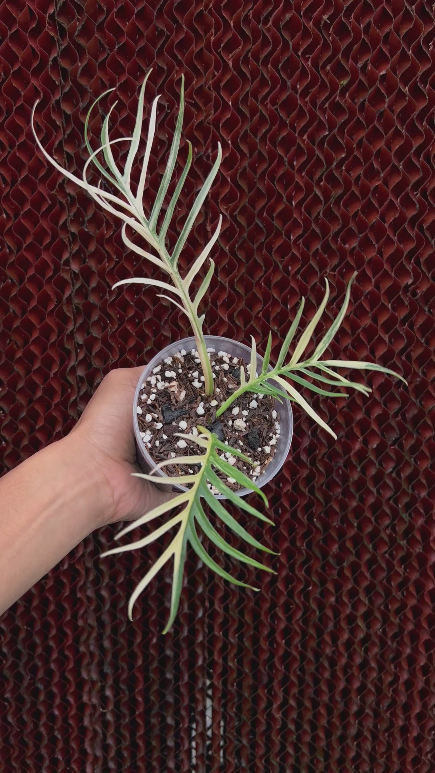 Philodendron Tortum Variegated