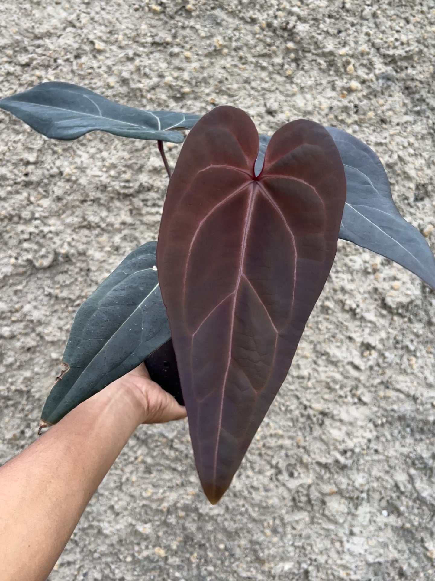 Anthurium Red Velvet Cake x Red Velvet Cake