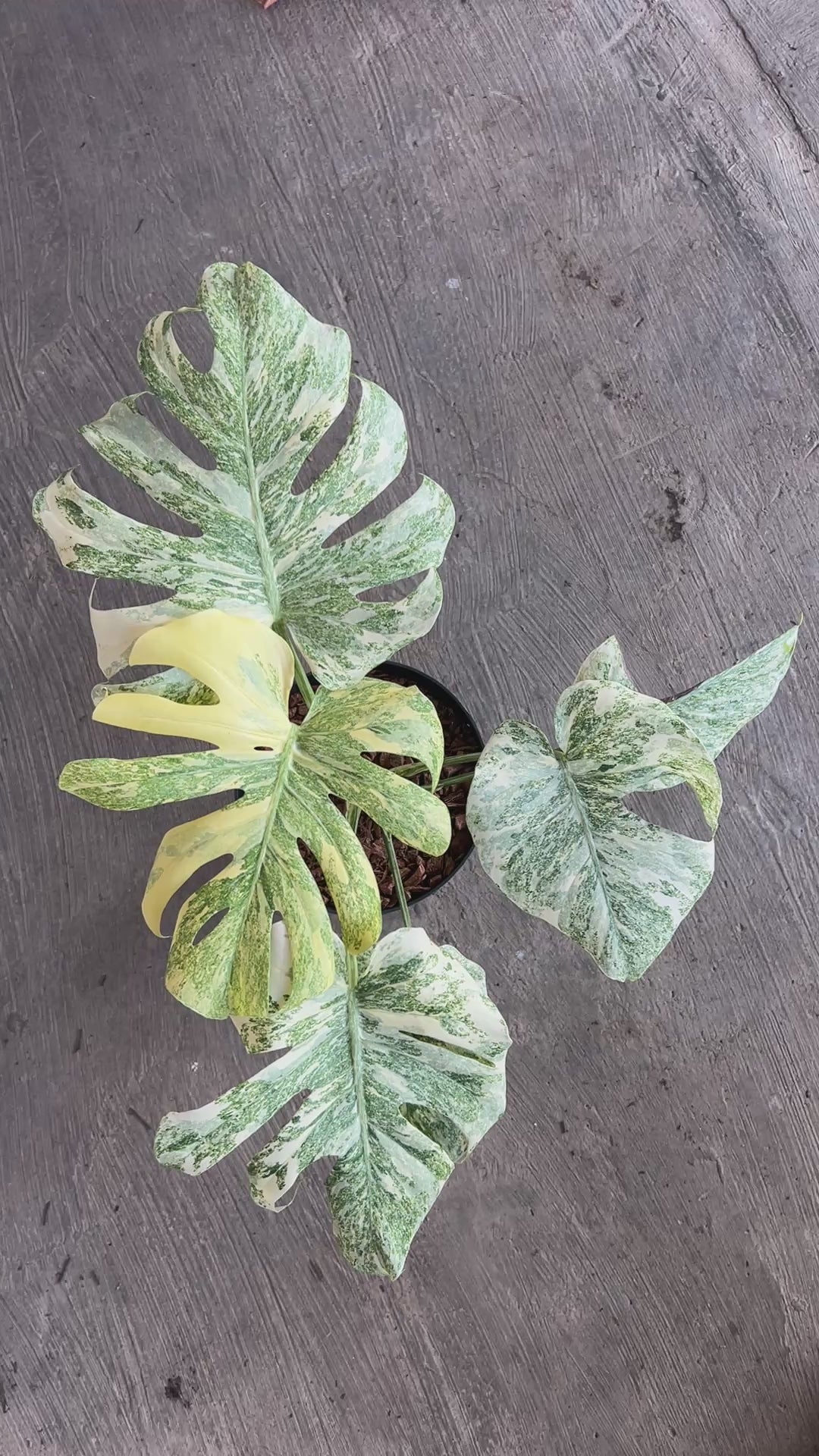 Monstera Legacy Diamond