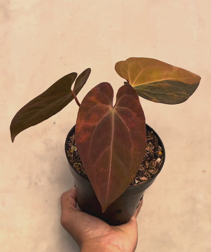 Anthurium Black Venom x RVDP