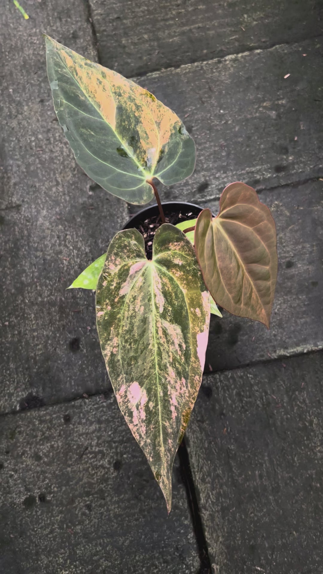 Anthurium Black Venom x Dorito Port