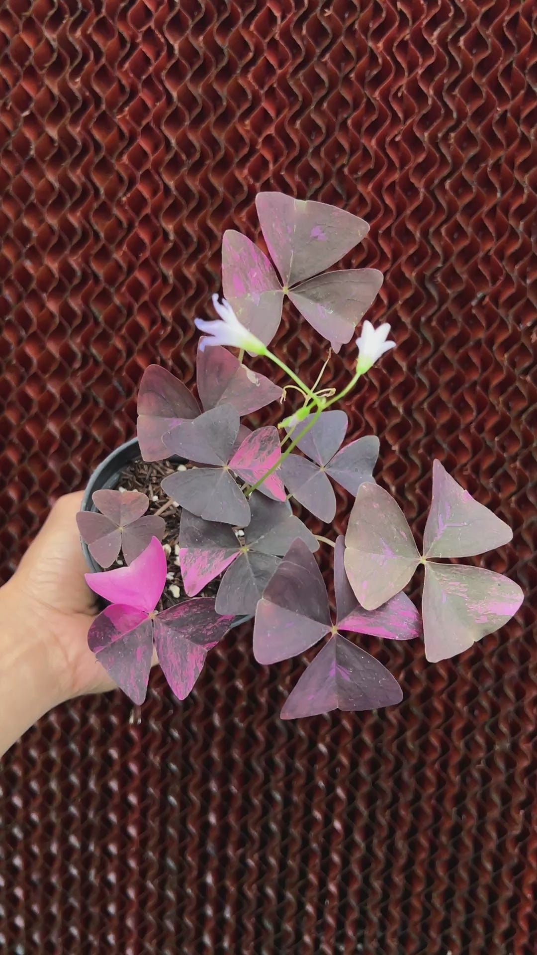 Oxalis Triangularis Variegated