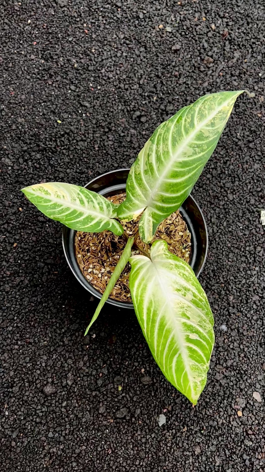Phyllotaenium Lindenii Variegated