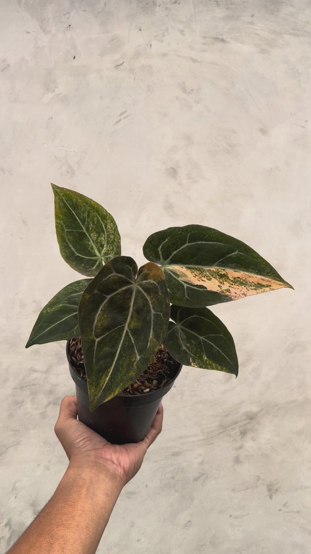 Anthurium  Papillilaminum Pink x Michelle