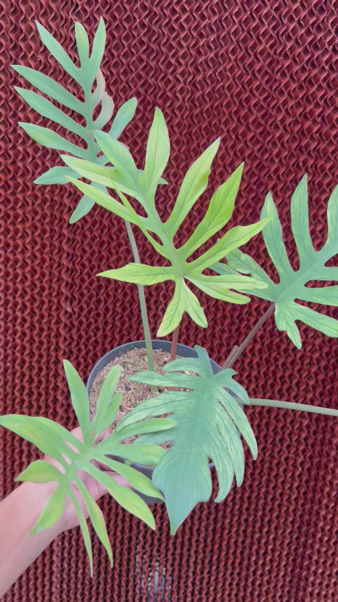 Philodendron Squamiferum x Mayoi