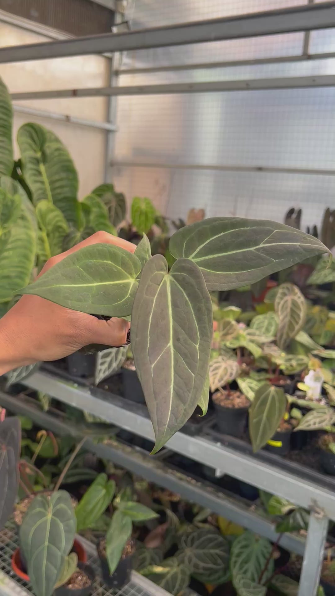 Anthurium (Silver Blush x Fort Sherman) x Michelle Variegated