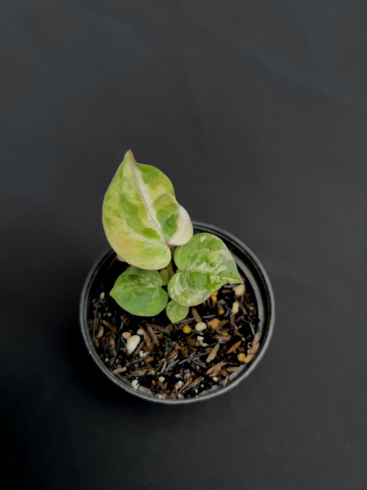 Anthurium Tortoise King Small Variegated