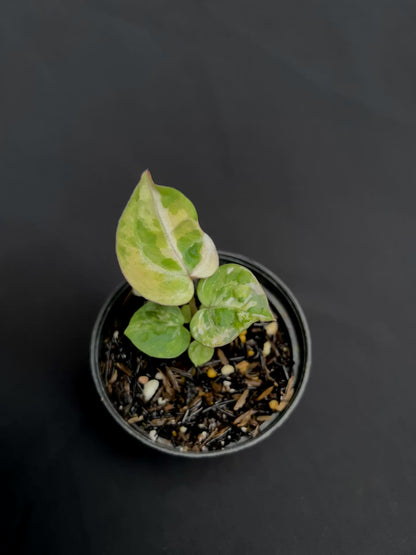 Anthurium Tortoise King Small Variegated