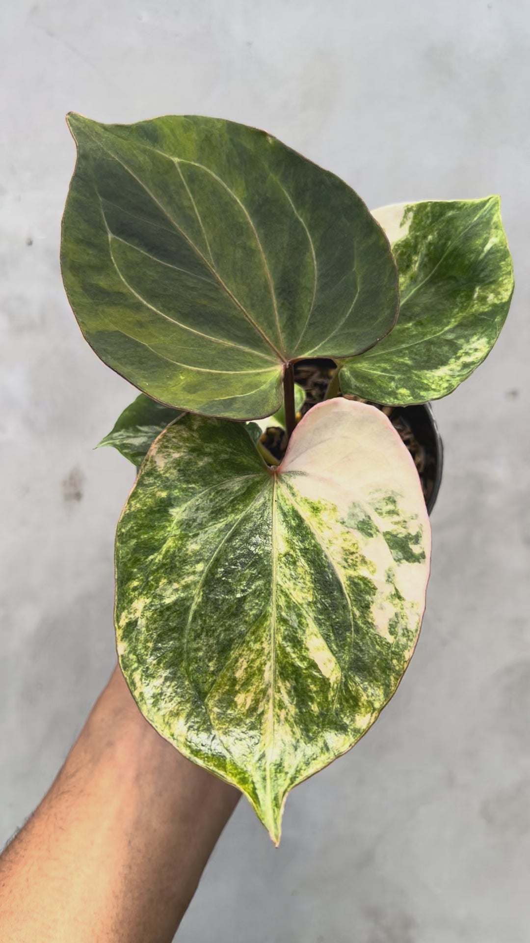 Anthurium King Of Spades Variegated