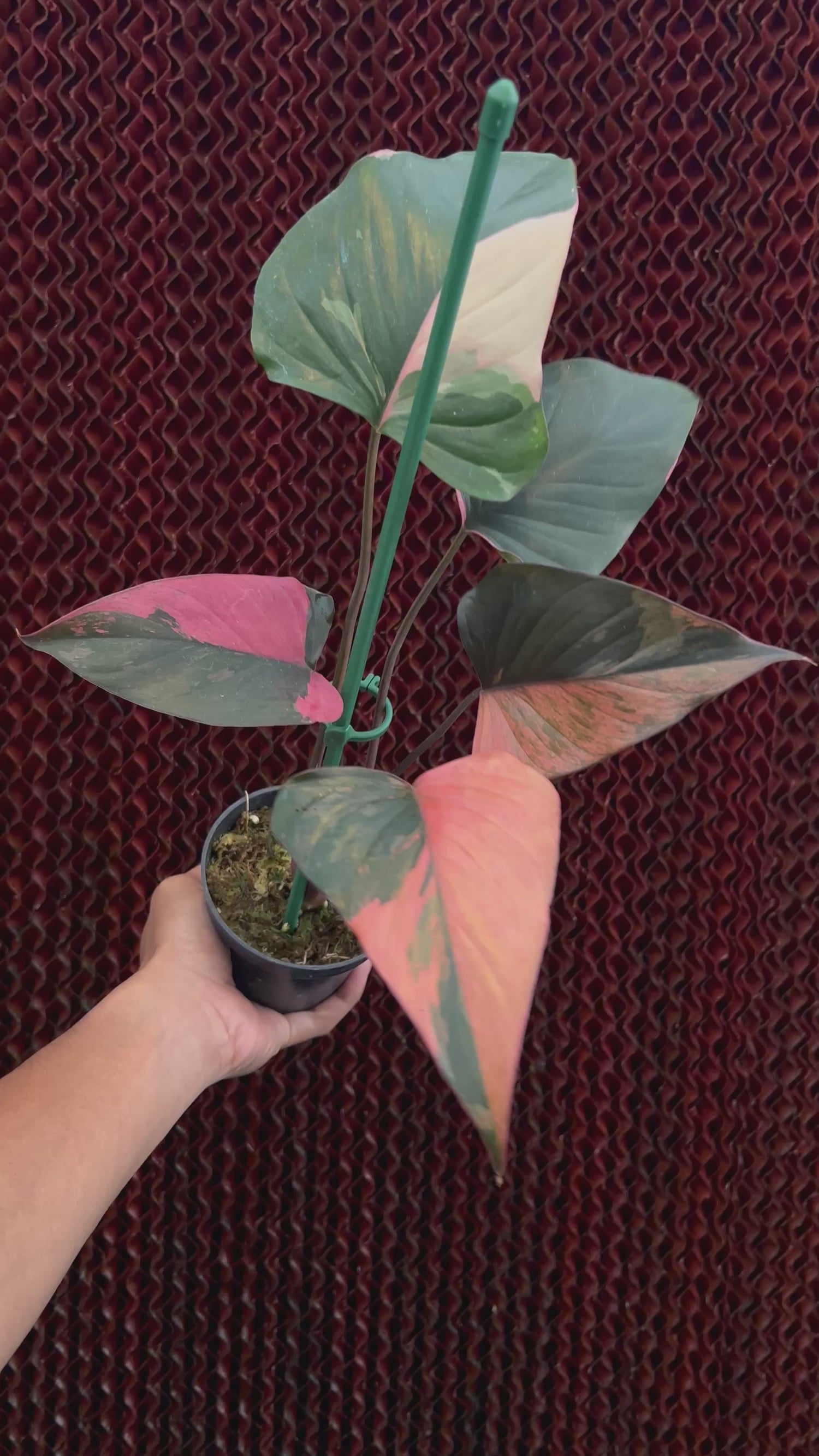 Homalomena Pink Diamond Variegated