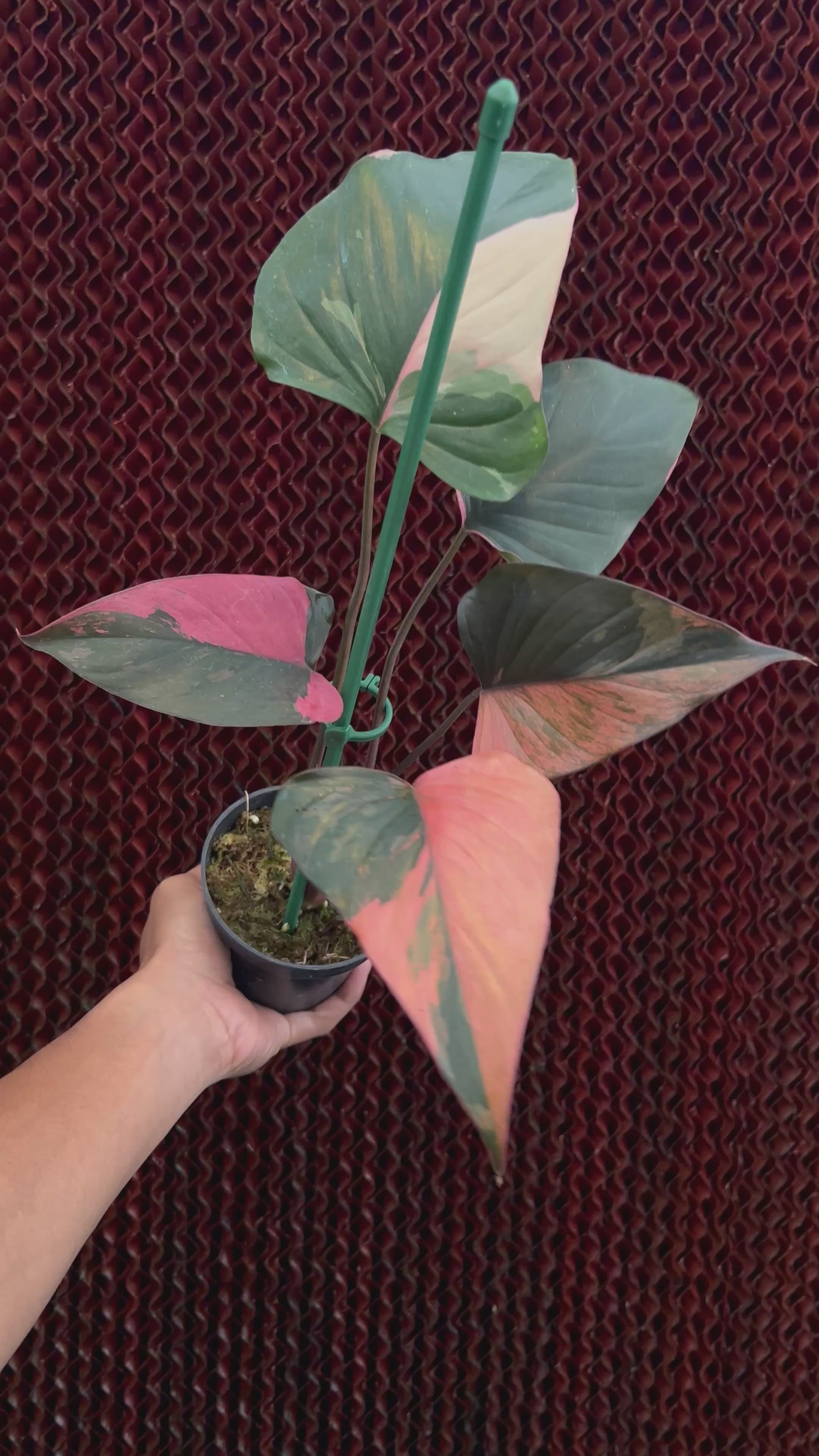 Homalomena Pink Diamond Variegated