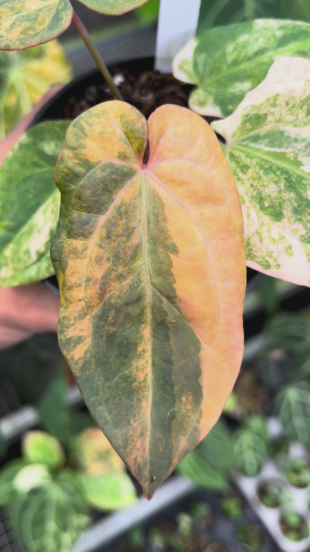 Anthurium (Papillaminum x magnificum) x Night Dragon