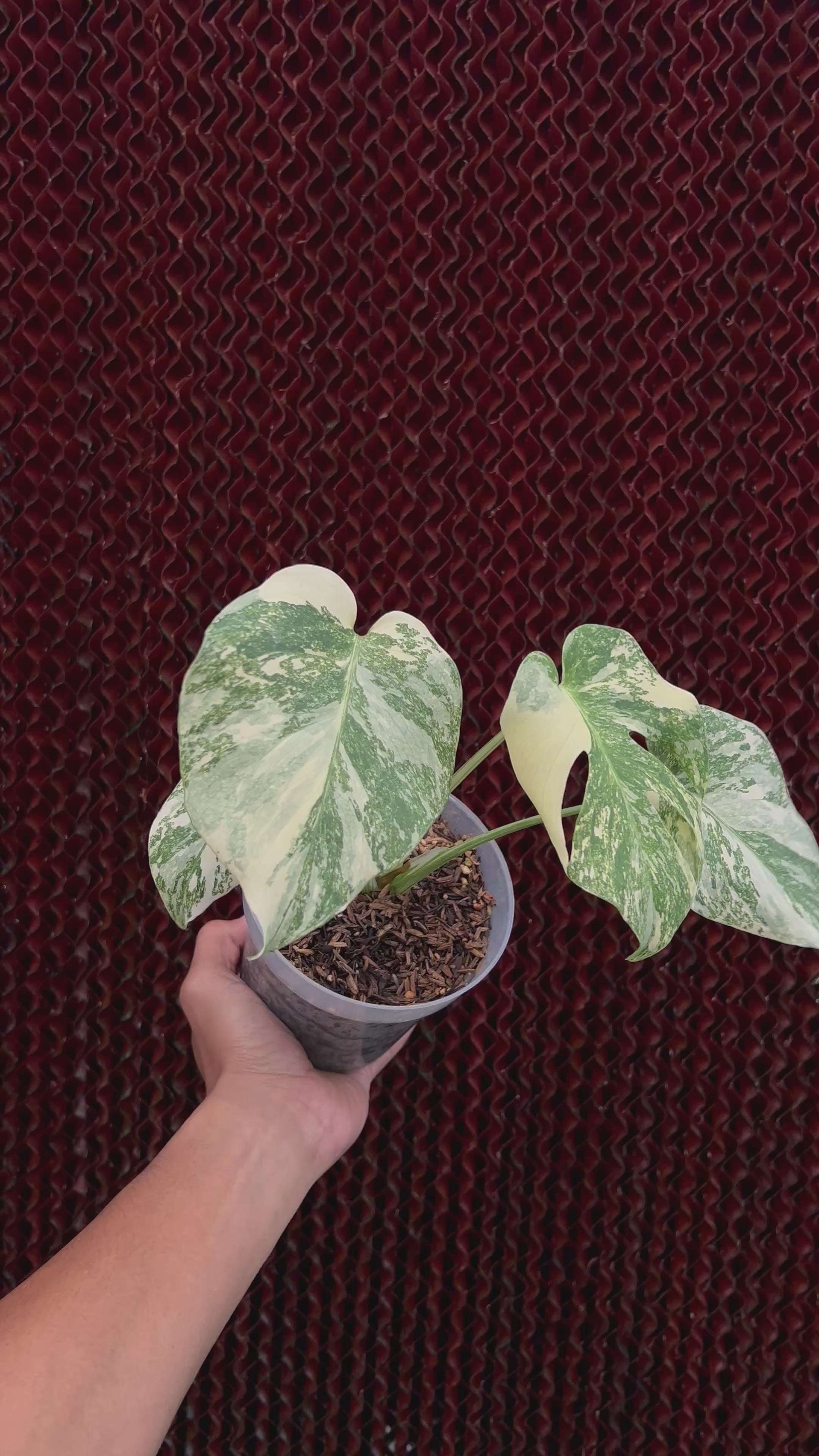 Monstera Cartoon Variegated