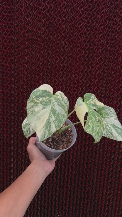 Monstera Cartoon Variegated
