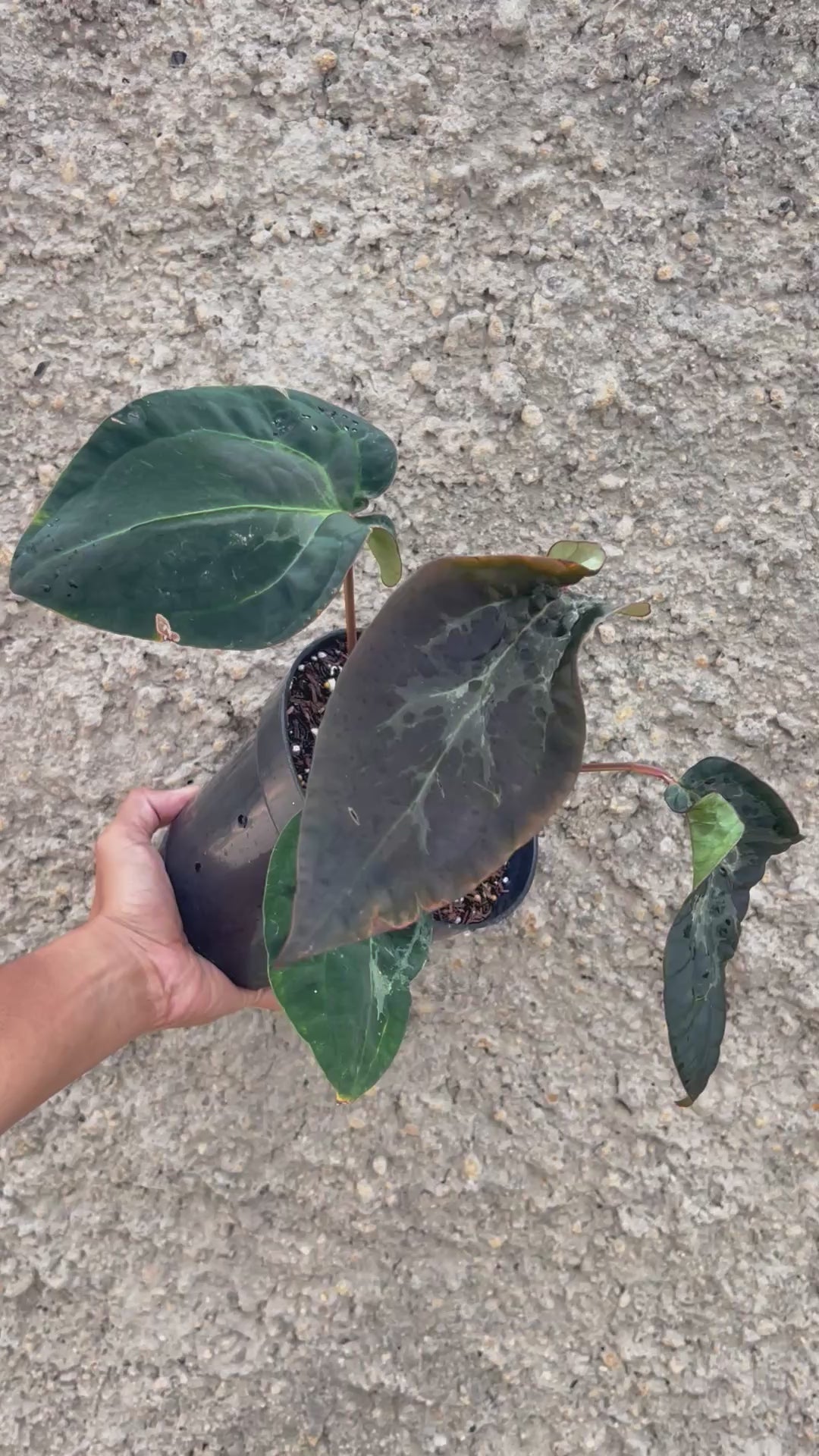 Anthurium (Michelle x Zara ) x BVEP Scroot