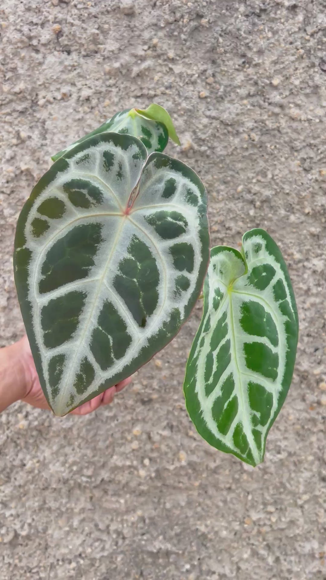 Anthurium SKG SILVER x Red Crystallinum NSE