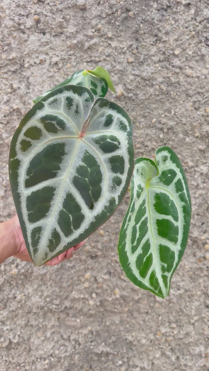 Anthurium SKG SILVER x Red Crystallinum NSE