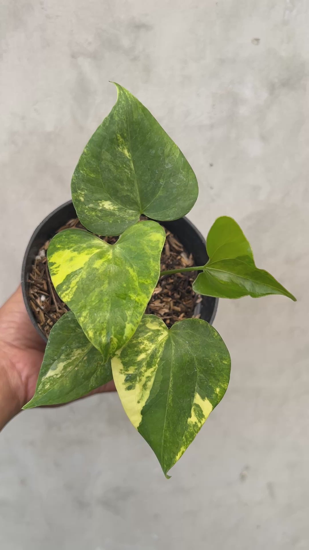 Anthurium Pterodactyl Varigated