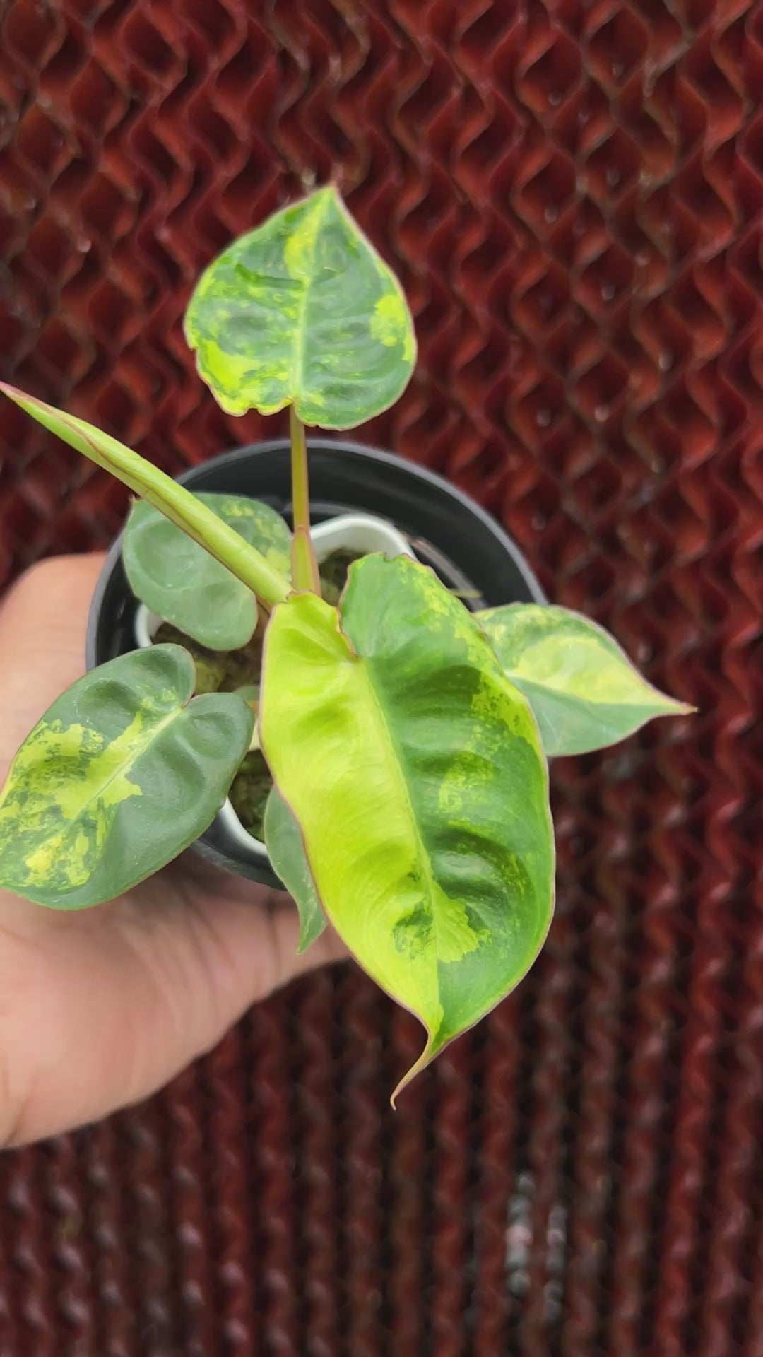 Philodendron Billietiae Small Size Variegated