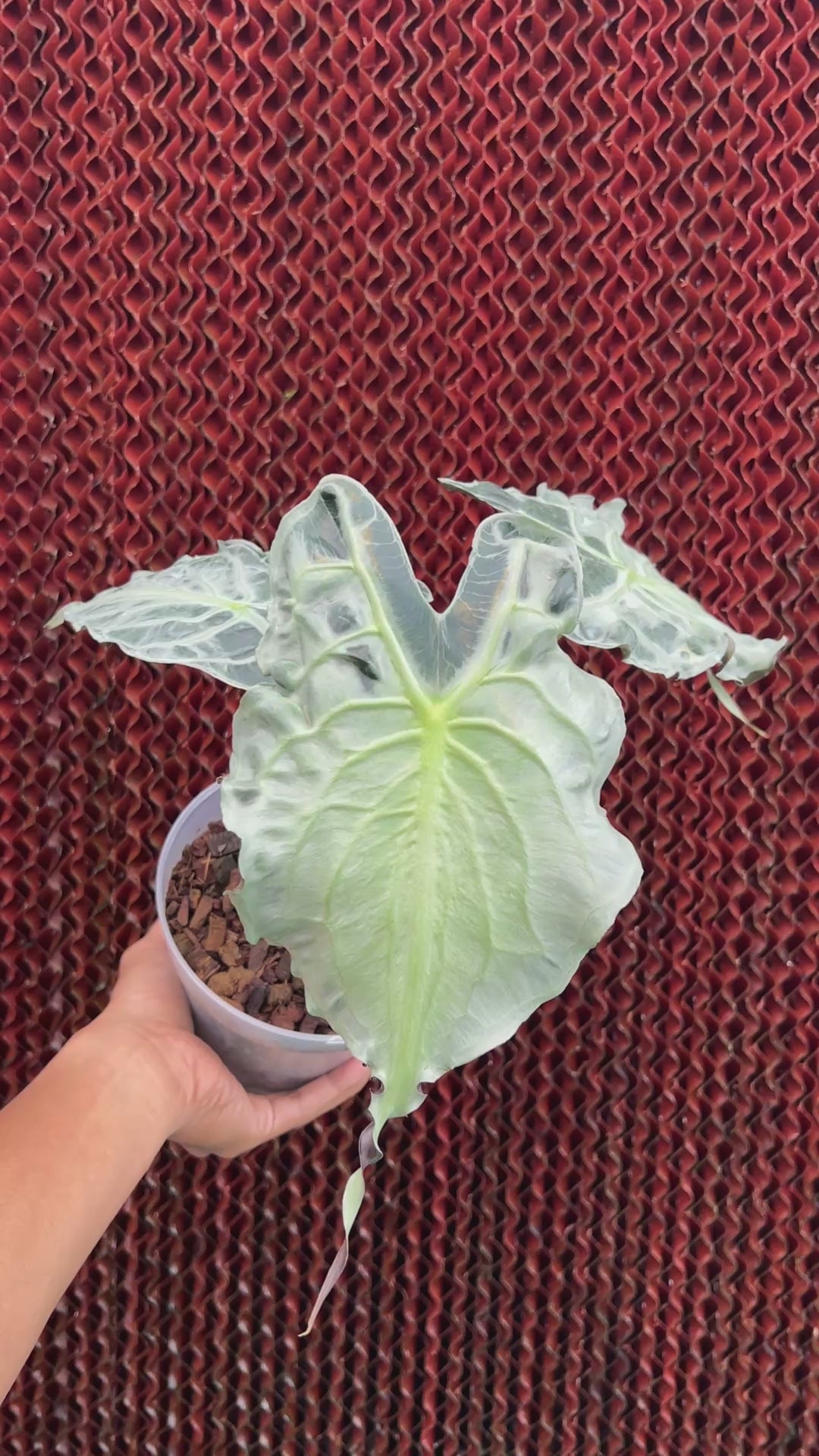 Alocasia Venom Medium Size