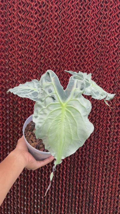 Alocasia Venom Medium Size