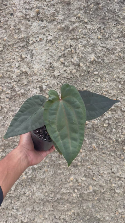 Anthurium Night Dragon