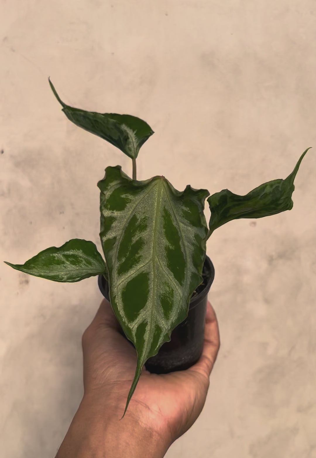 Anthurium Muchlis x Red Crystallinum NSE