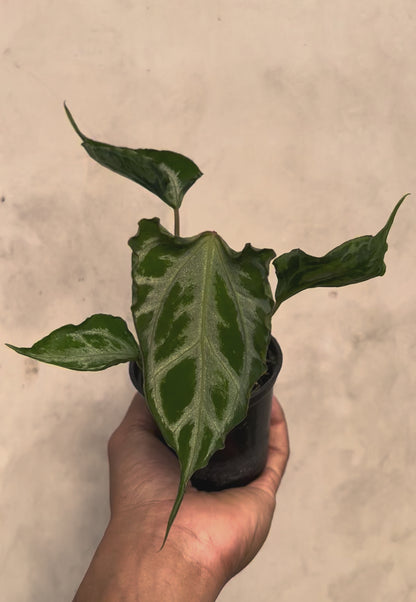 Anthurium Muchlis x Red Crystallinum NSE