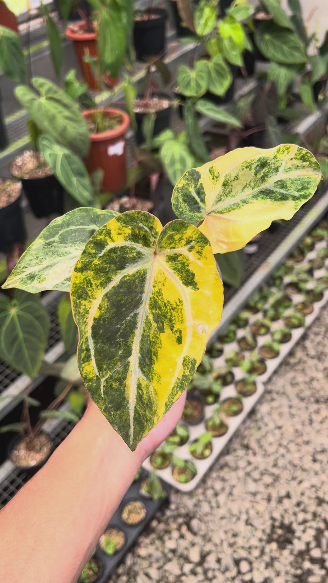 Anthurium Papillilaminum Pink x Michelle