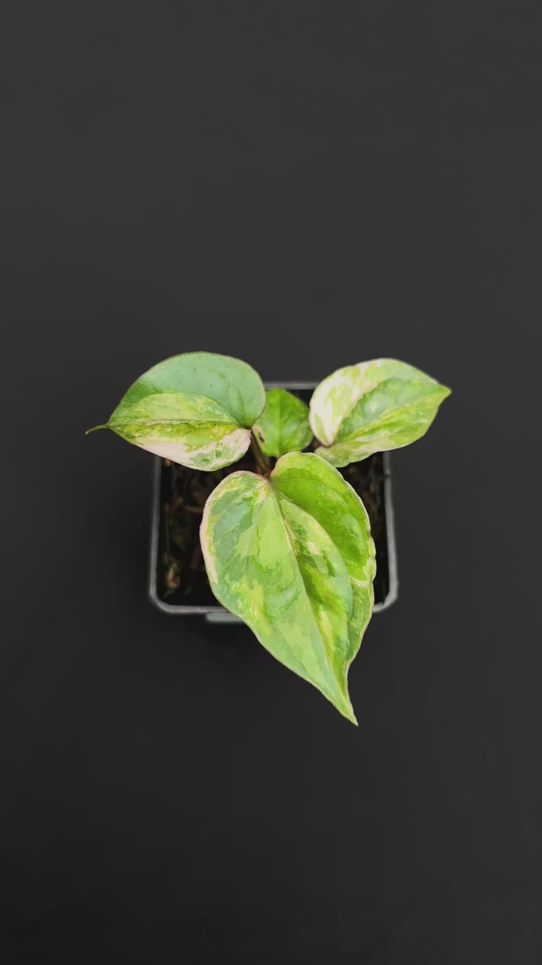 Anthurium Papilillaminum Pink Variegated x Luxurians