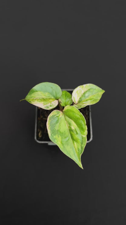 Anthurium Papilillaminum Pink Variegated x Luxurians