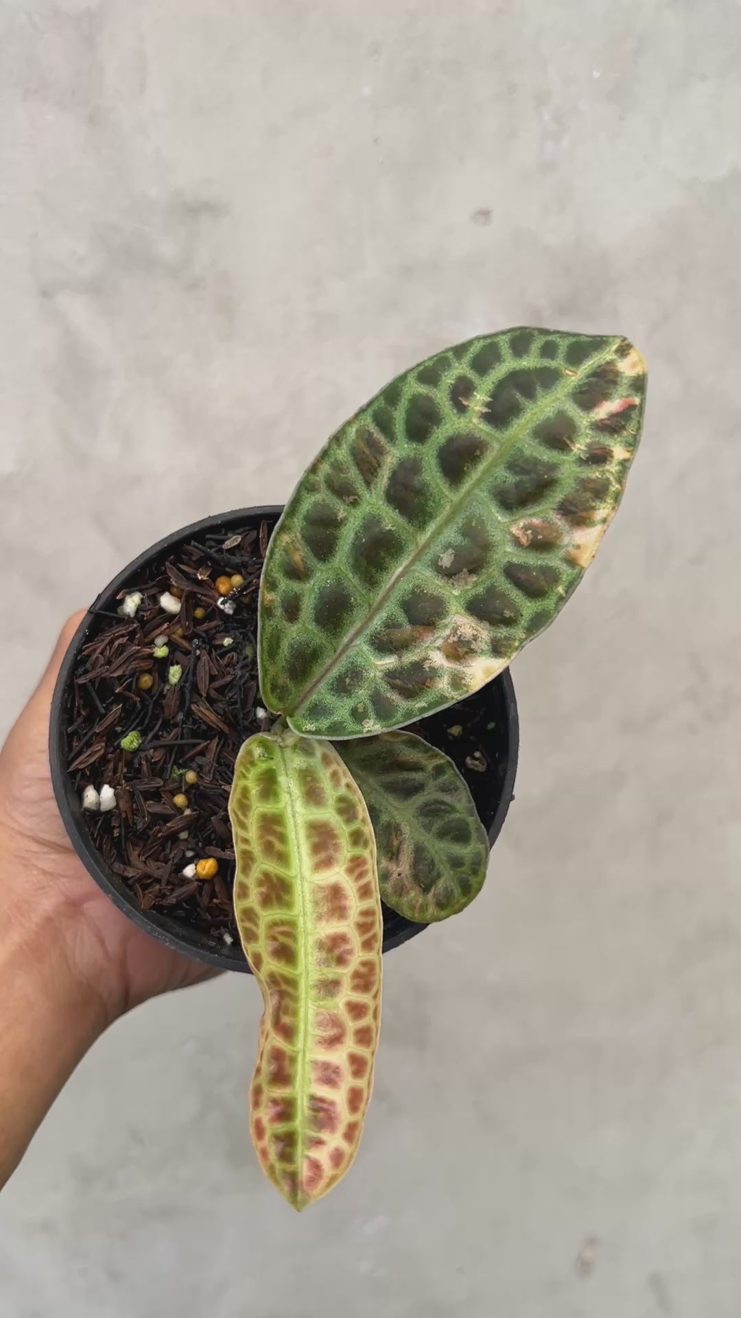 Labisia Turtle Variegated
