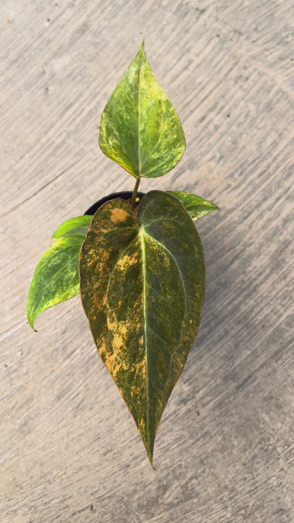 Anthurium Papillilaminum Pink x (Papillilamunum x Red Crystallinum)