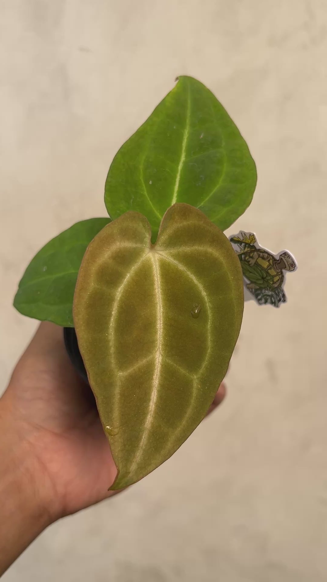 Anthurium (Red Velvet cake x Michelle) x Palidiflorum