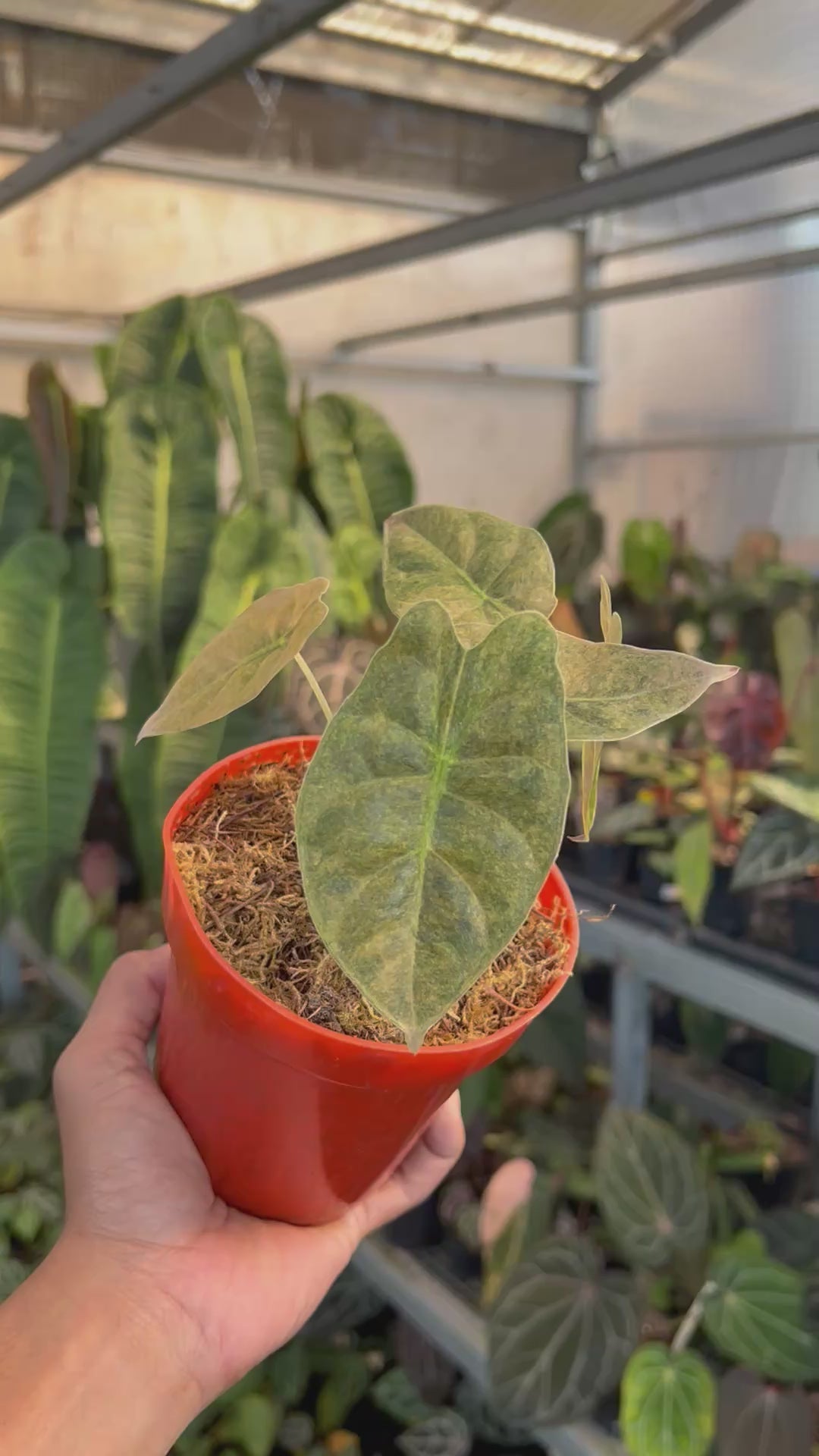 Alocasia Golden Bone Variegated