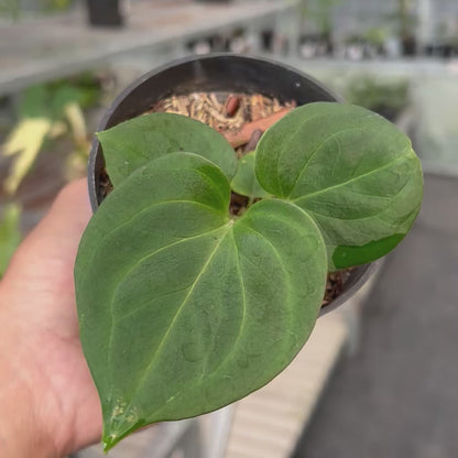 Anthurium King of Spades Small Siza