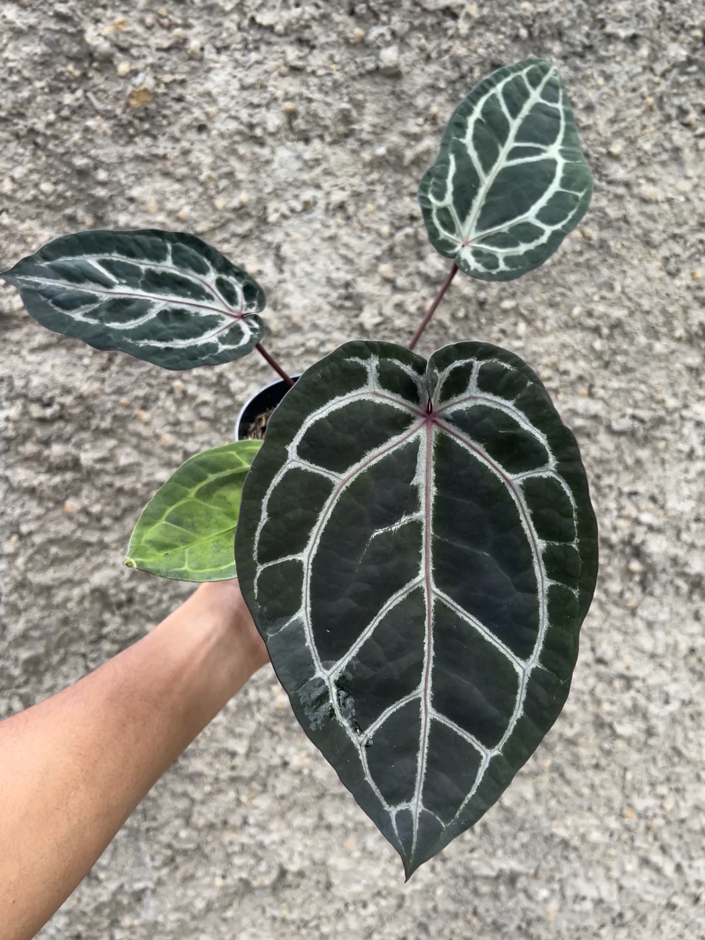 Anthurium Memoriam Team Anderson (MTA)