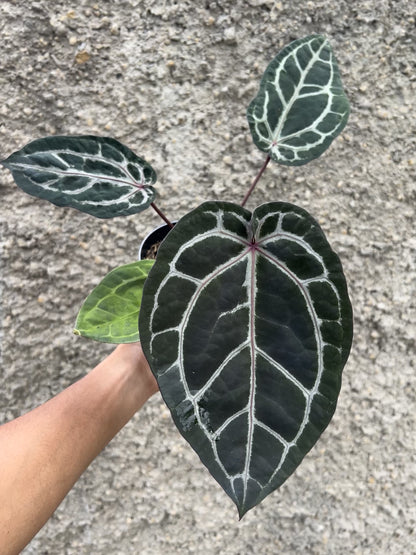 Anthurium Memoriam Team Anderson (MTA)