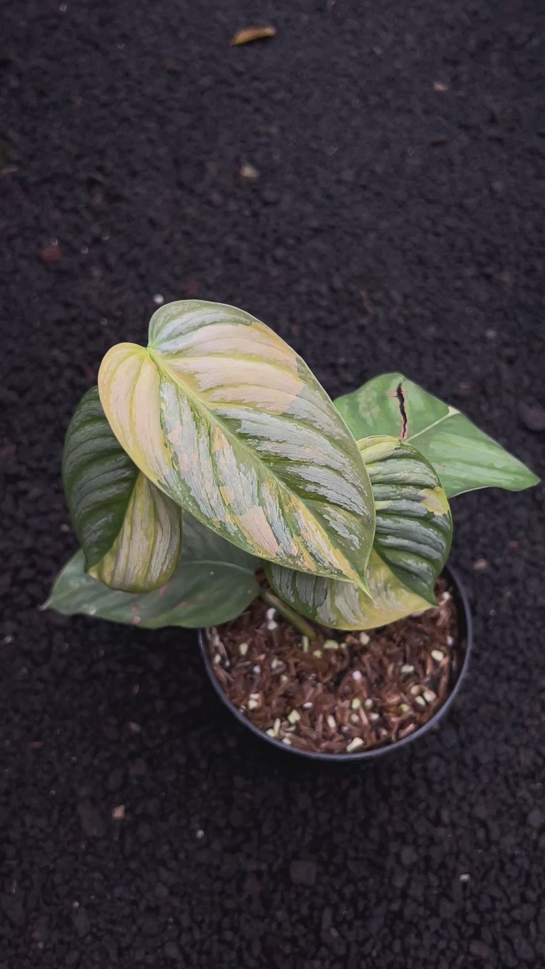 Philodendron Brandtianum Variegated